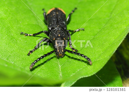 ナガフトヒゲナガゾウムシ 128101381