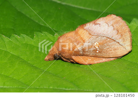 カレハガの一種 128101450