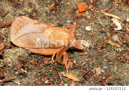 カレハガの一種 128101512