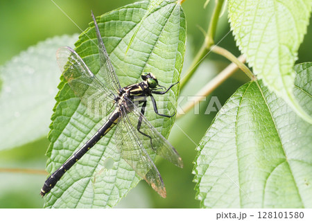 ヤマサナエ（メス） 128101580