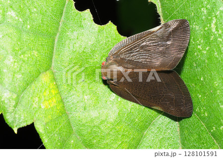 チュウゴクアミガサハゴロモ 128101591