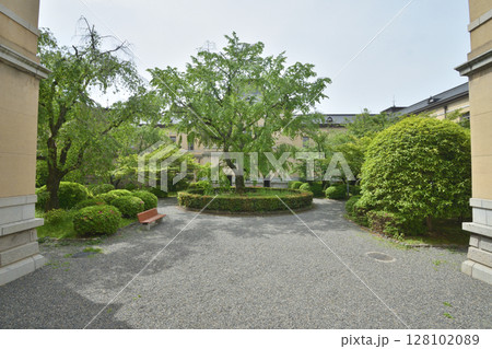 旧京都府庁の葉桜 旧京都府庁の葉桜 128102089