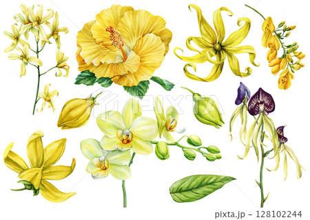 Yellow tropical flowers set . Orchids, hibiscus, ylang ylang watercolor botanical clipart for wedding invitations and summer decor Yellow tropical flowers set . Orchids, hibiscus, ylang ylang watercolor botanical clipart for wedding invitations and summer decor 128102244