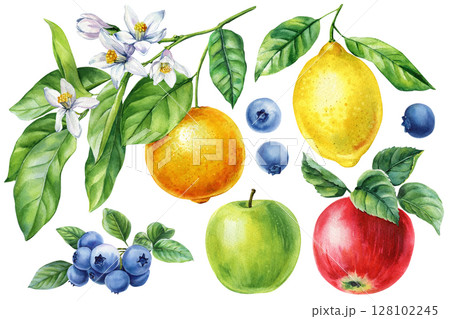 Watercolor summer fruit set, lemon orange apple blueberry branch with green leaves and white blossoms botanical clipart 128102245