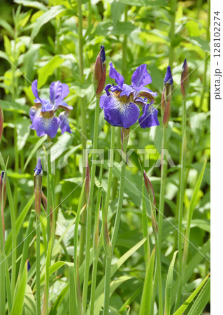 菖蒲 菖蒲 128102274