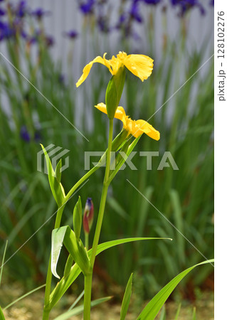 黄菖蒲 128102276