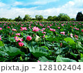 睡蓮1 128102404