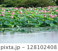 睡蓮5 128102408