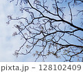 冬の木々1 128102409