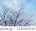 冬の木々2 128102410