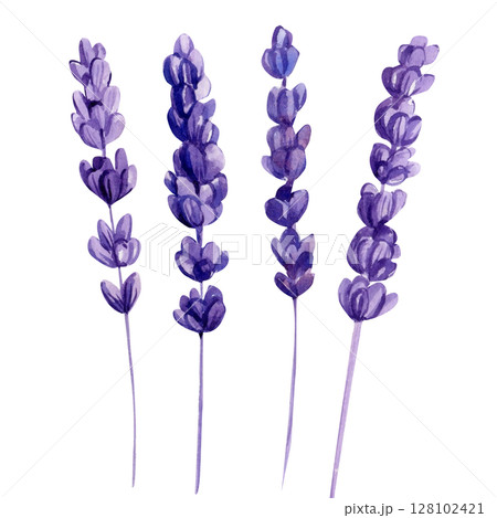 Lavender watercolor flowers clipart. Violet summer set for Provence wedding invitations botanical floral printable decor Lavender watercolor flowers clipart. Violet summer set for Provence wedding invitations botanical floral printable decor 128102421