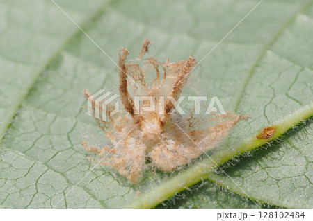 チュウゴクアミガサハゴロモの幼虫（後ろ姿） 128102484