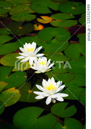 初夏の木崎湖に咲く睡蓮 初夏の木崎湖に咲く睡蓮 128102499