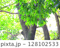 新緑　夏イメージ 128102533