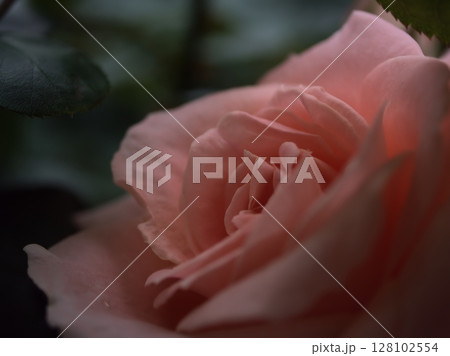 5月に美しく咲いたピンク色のバラ「優花(ゆうか)」 5月に美しく咲いたピンク色のバラ「優花(ゆうか)」 128102554