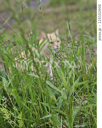 茶トラ猫 草 128102608