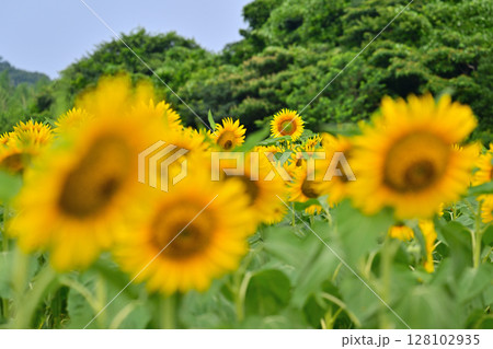 大きなひまわり 大きなひまわり 128102935