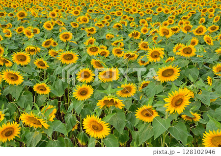 一面に咲き誇ったひまわり畑 128102946