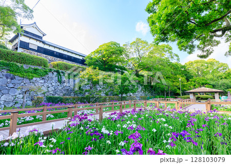 初夏の舞鶴公園 花菖蒲園 福岡県福岡市 初夏の舞鶴公園 花菖蒲園 福岡県福岡市 128103079