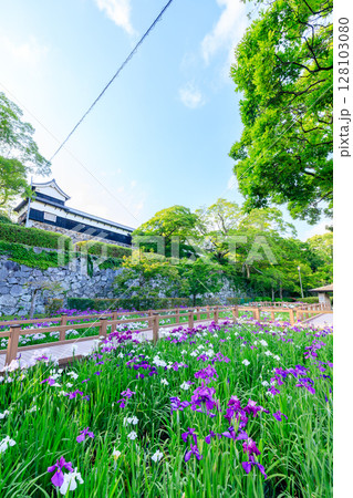 初夏の舞鶴公園 花菖蒲園　福岡県福岡市 128103080