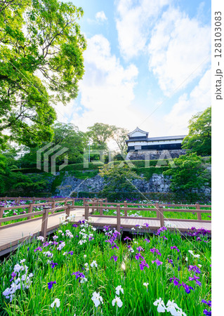 初夏の舞鶴公園 花菖蒲園 福岡県福岡市 初夏の舞鶴公園 花菖蒲園 福岡県福岡市 128103083