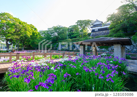 初夏の舞鶴公園 花菖蒲園　福岡県福岡市 128103086