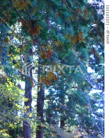 光に照らされる紅葉 128103101