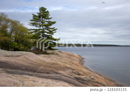 Pine Tree on Granite Shoreline in Canada. Pine Tree on Granite Shoreline in Canada. 128103135