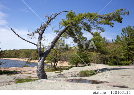 Bent pine tree at Georgian Bay. Killbear Provincial Park, Canada. 128103136