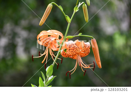 オニユリ　Tiger Lily 128103201