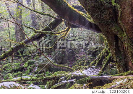 屋久島国立公園白谷雲水峡　極寒の苔むす森(冬 128103208