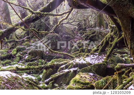 屋久島国立公園白谷雲水峡　極寒の苔むす森(冬 128103209