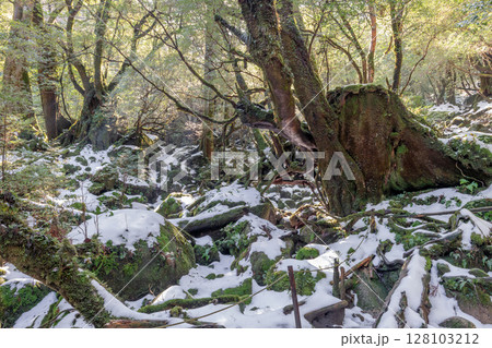 屋久島白谷雲水峡 極寒の苔むす森(冬 屋久島白谷雲水峡 極寒の苔むす森(冬 128103212