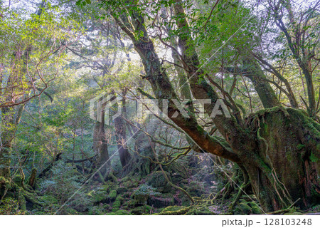 屋久島国立公園白谷雲水峡　木漏れ日と苔むす森(冬 128103248