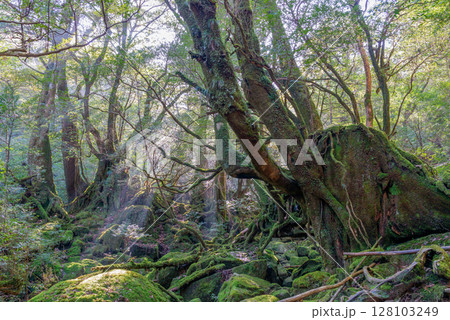 屋久島国立公園白谷雲水峡 木漏れ日と苔むす森(冬 屋久島国立公園白谷雲水峡 木漏れ日と苔むす森(冬 128103249