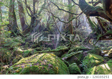 屋久島国立公園白谷雲水峡　木漏れ日の森(冬 128103251