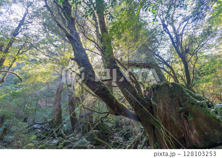 屋久島白谷雲水峡の森(1月)きれいな苔が映える森と木漏れ日 128103253
