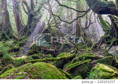 屋久島国立公園白谷雲水峡　木漏れ日の森(冬 128103257