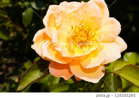 大阪の長居植物園の庚申薔薇 大阪の長居植物園の庚申薔薇 128103265