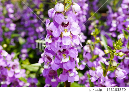 大阪の長居植物園のアンゲロニアの花 128103270