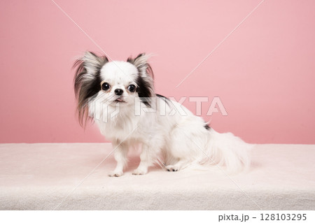 ピンクバックとチワワのパスタ 128103295