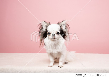 ピンクバックとチワワのパスタ 128103327