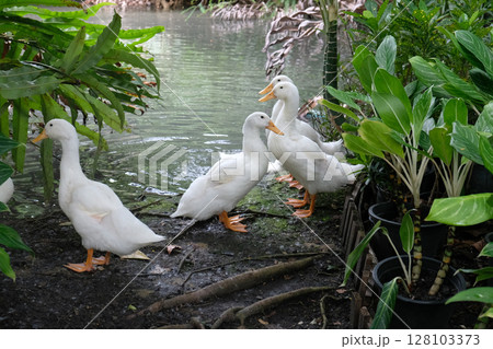 White domestic ducks 128103373