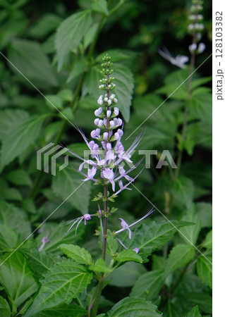 Cat's whiskers (Orthosiphon aristatus) white flowers 128103382
