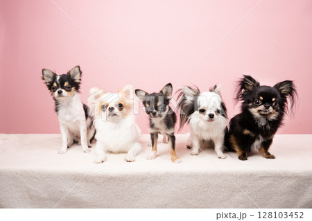 ピンクバックと5匹のチワワの集合写真 128103452