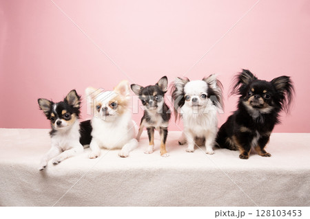 ピンクバックと5匹のチワワの集合写真 128103453