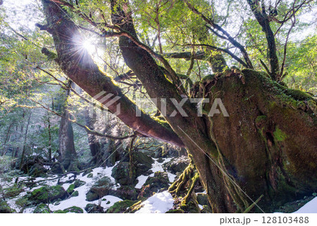 屋久島国立公園白谷雲水峡　木漏れ日の森(冬 128103488