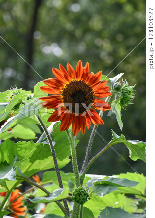 ヒマワリ「F1ルビー」Sunflower 128103527