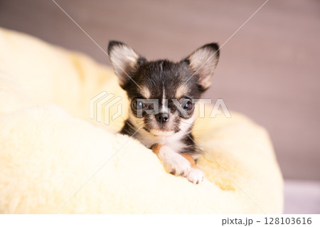 ピンクバックとベッドに入ったチワワのたらこ 128103616