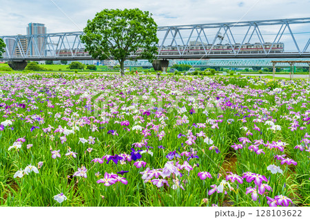 《東京都》小岩菖蒲園・ハナショウブと京成線 《東京都》小岩菖蒲園・ハナショウブと京成線 128103622